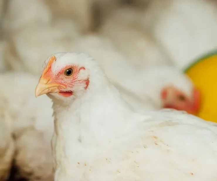 Línea de procesamiento de productos avícolas